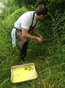 Foraging for Herbs, flowers